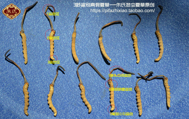 正品冬蟲夏草特征圖片