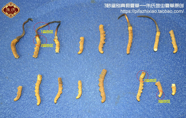 這種冬蟲夏草斷草圖片