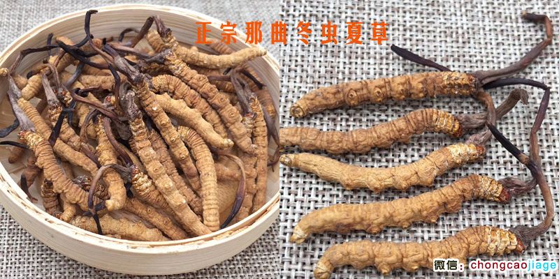 那曲冬蟲夏草圖片