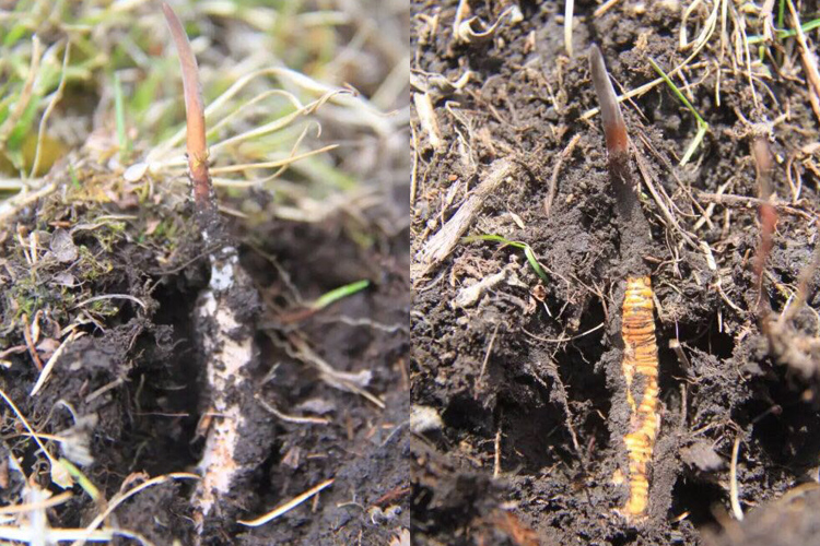 優質新鮮蟲草圖片