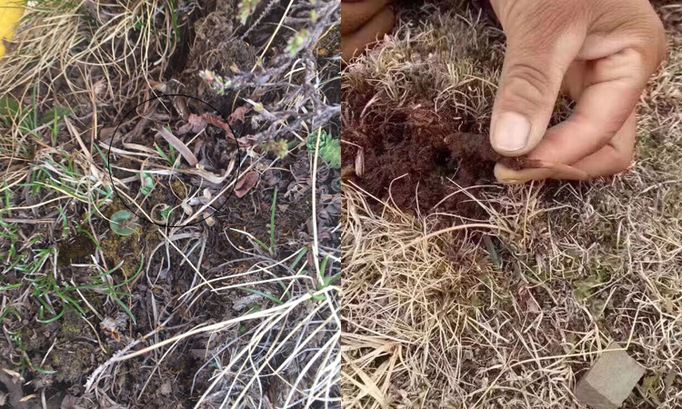 新鮮蟲草草頭的樣子