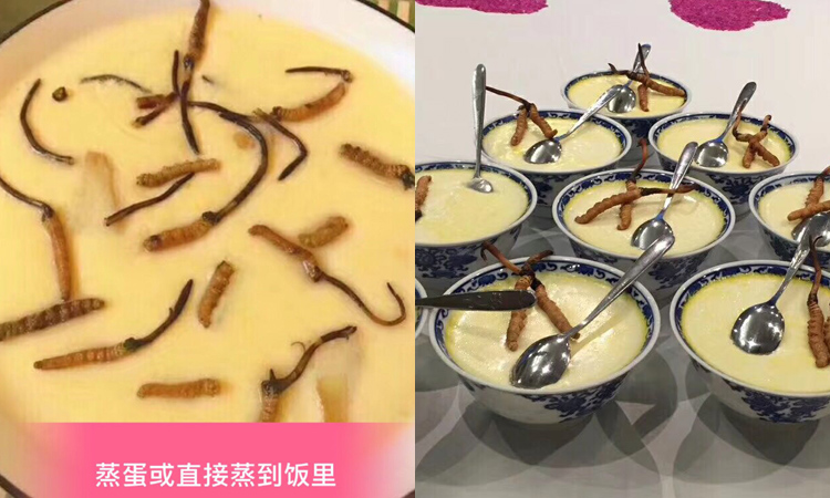 新鮮蟲草蒸蛋羹