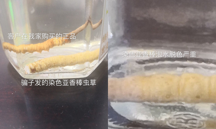冬蟲(chóng)夏草和亞香棒蟲(chóng)草比較圖片
