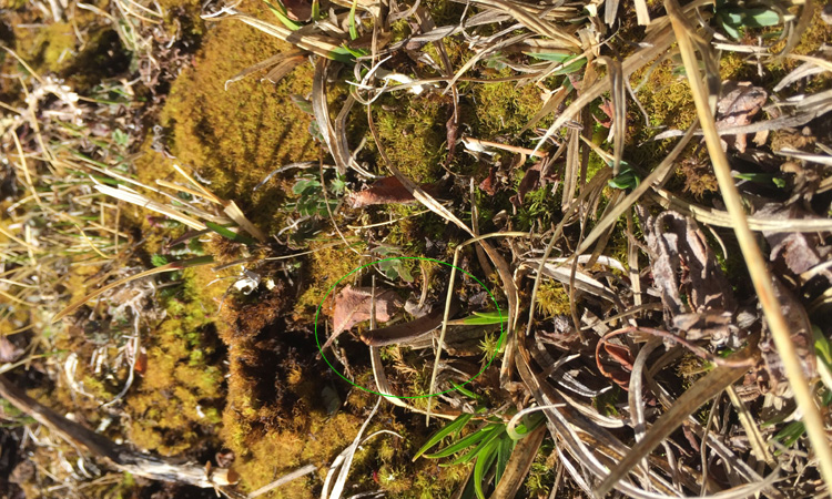 冬蟲(chóng)夏草夏天葉子圖片