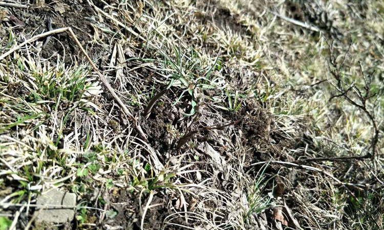 蟲(chóng)草葉子圖片