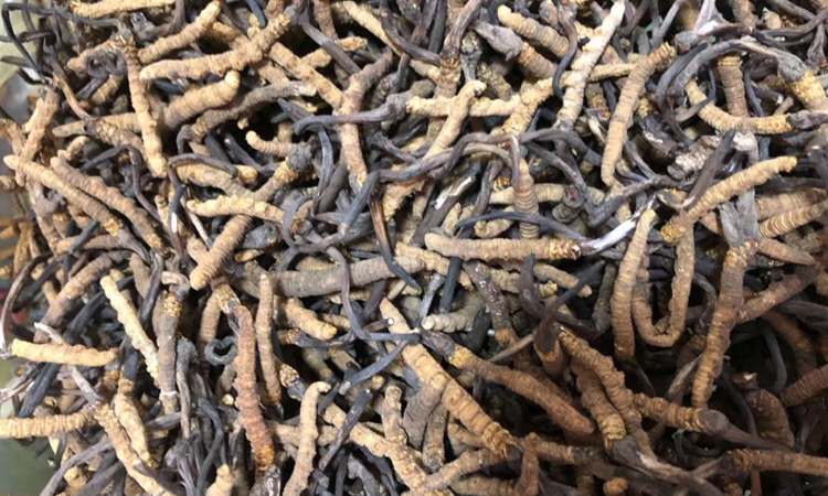 蟲草顏色發黑的圖片