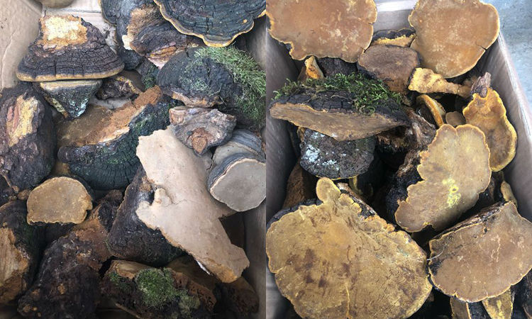 神農(nóng)架野生桑黃圖片 神農(nóng)架野生桑黃圖片