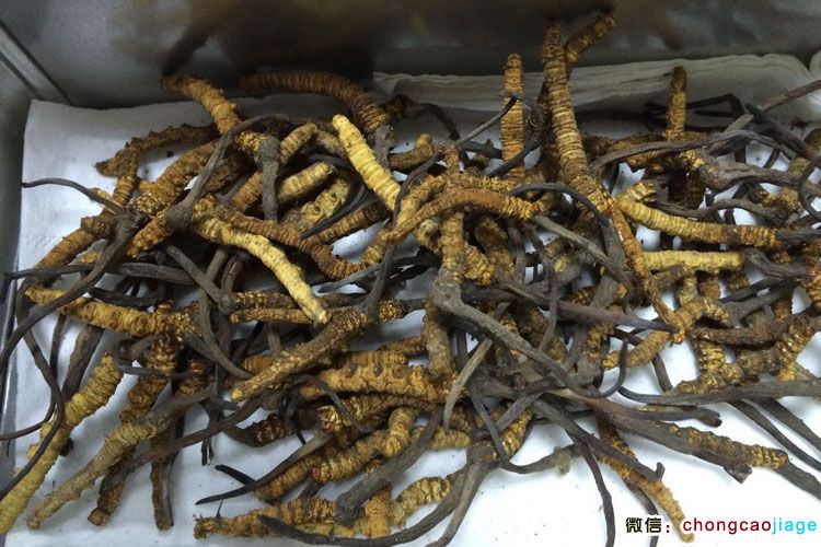 亞?wèn)|縣冬蟲(chóng)夏草圖片