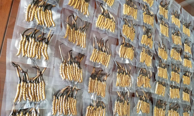 新鮮冬蟲夏草真空圖片