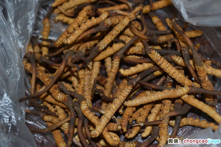 剛刷掉泥土的新鮮冬蟲夏草圖片