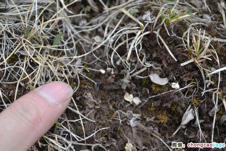 高山草甸中的冬蟲夏草