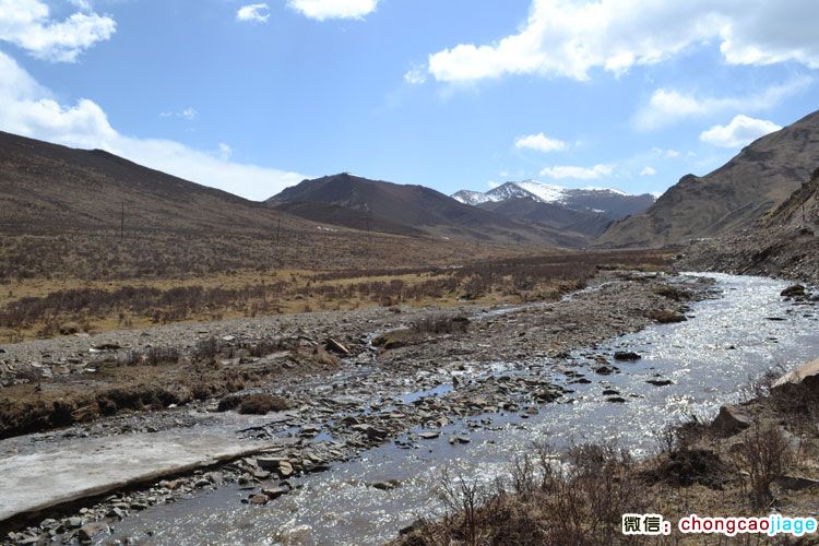 冬蟲夏草生長環境全景圖圖片