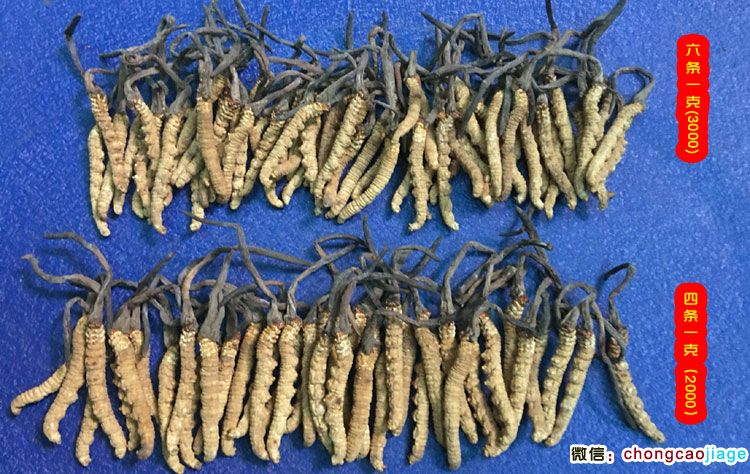 3000條和2000條的冬蟲夏草大小區(qū)別圖片