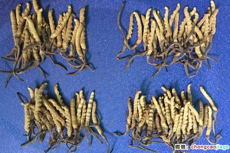 4條1克和6條1克冬蟲夏草大小對(duì)比圖片