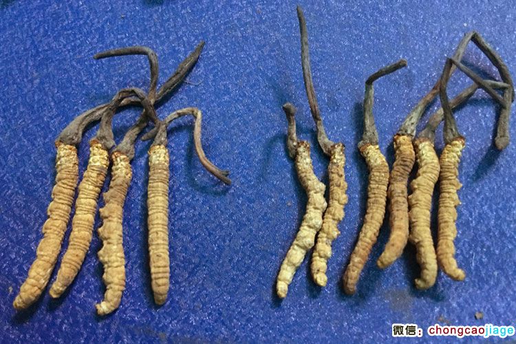6根1克蟲草和4根1克蟲草大小對(duì)比圖片