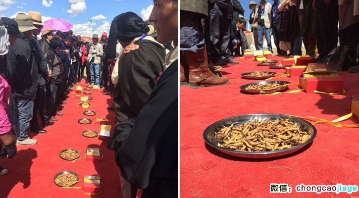 那曲蟲草王比賽現(xiàn)場圖片