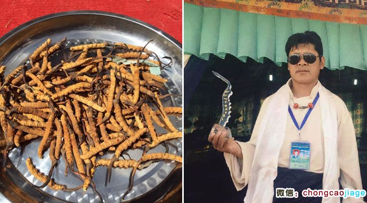 那曲蟲草王獲得者