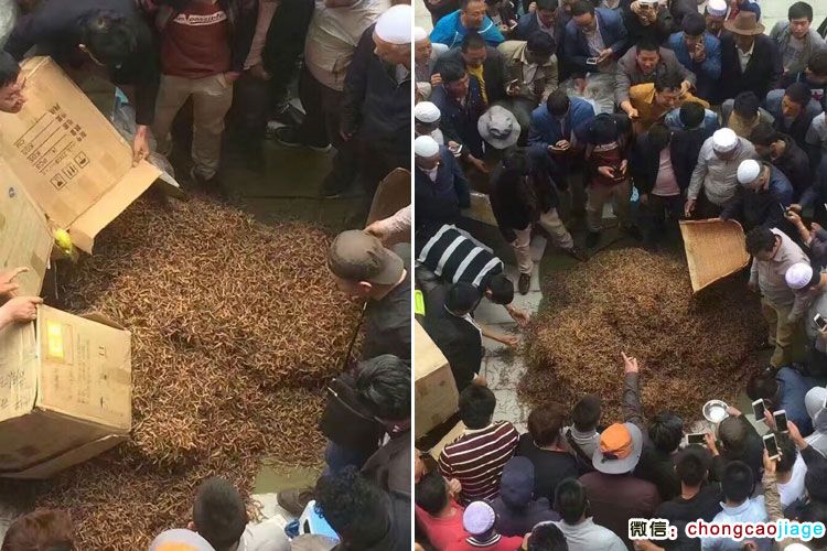 冬蟲夏草大宗交易現(xiàn)場圖片