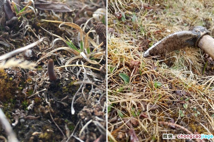 新鮮冬蟲夏草生長圖片