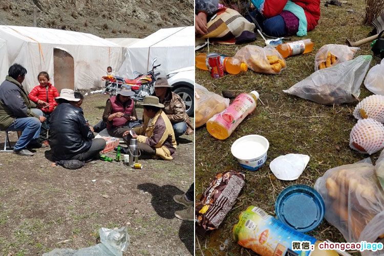 藏民挖蟲草飲食照片