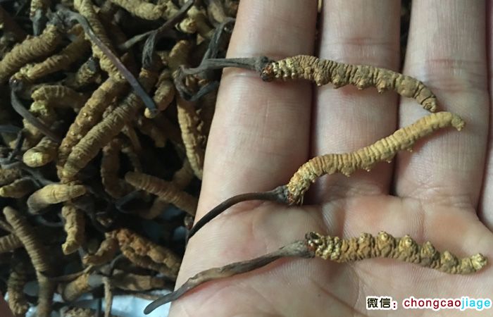 冬蟲夏草長短對比圖片