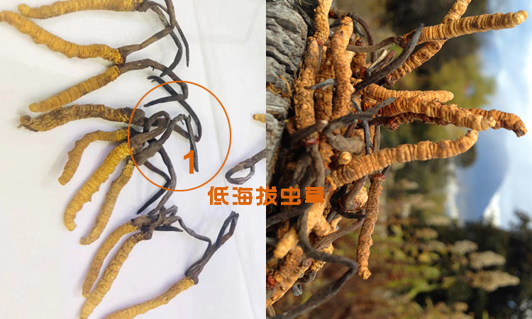 低海拔蟲草圖片