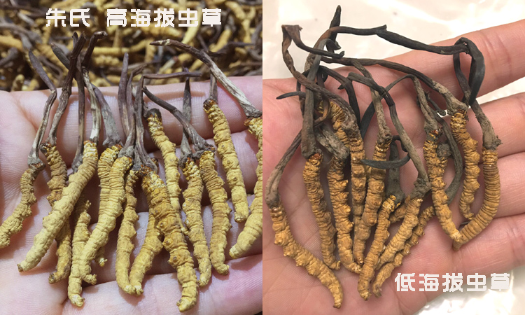 高海拔蟲草與低海拔蟲草的區別圖片