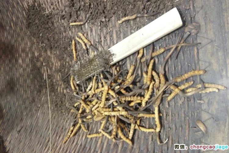 新鮮冬蟲夏草和蟲草泥土清理工具圖片