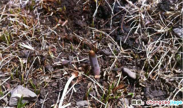 冬蟲夏草夏草的樣子圖片