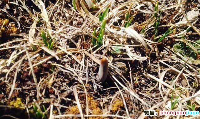 冬蟲夏草葉子形狀圖片