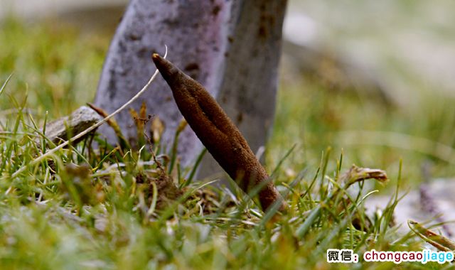 冬蟲夏草夏天葉子圖片