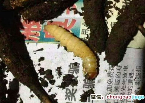 冬蟲夏草蟲子的樣子圖片