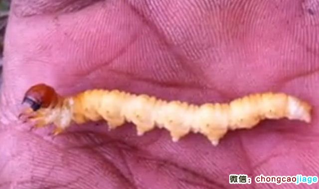 活的冬蟲夏草圖片