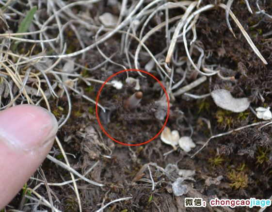 冬蟲夏草夏天的模樣