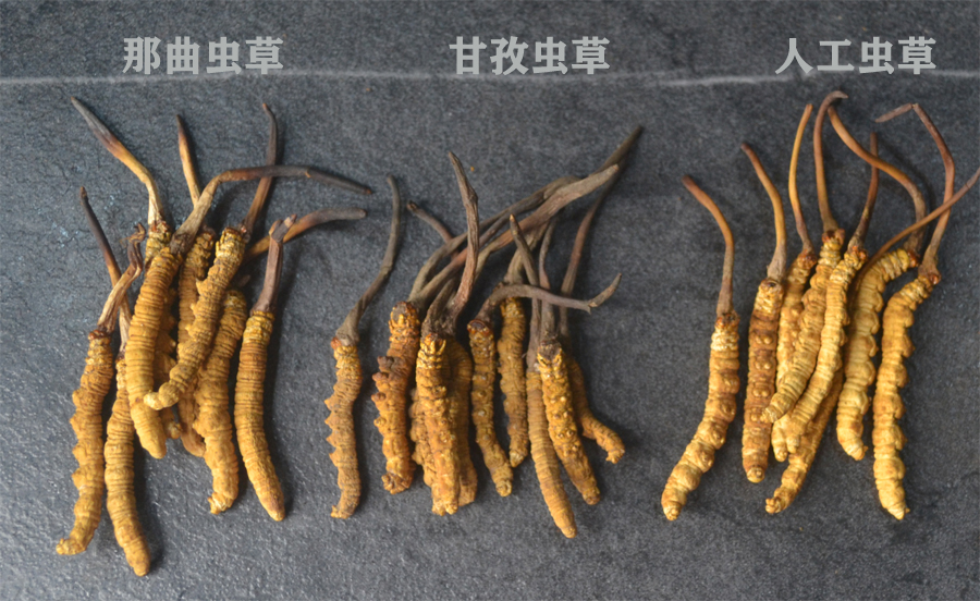 人工蟲草和野生蟲草的區別圖