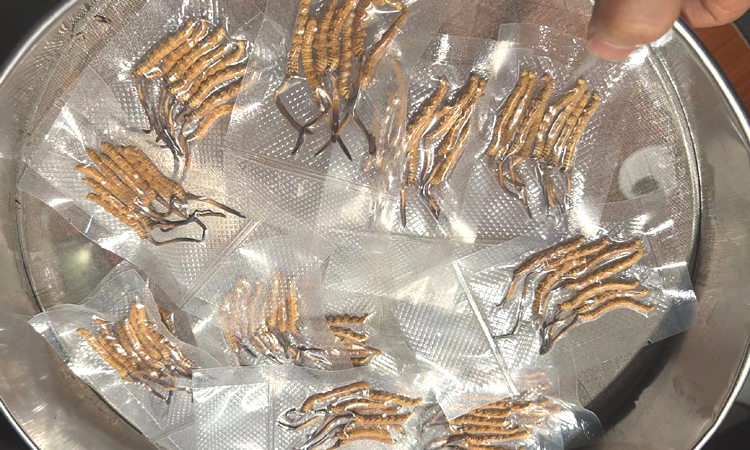 那曲干蟲草圖片