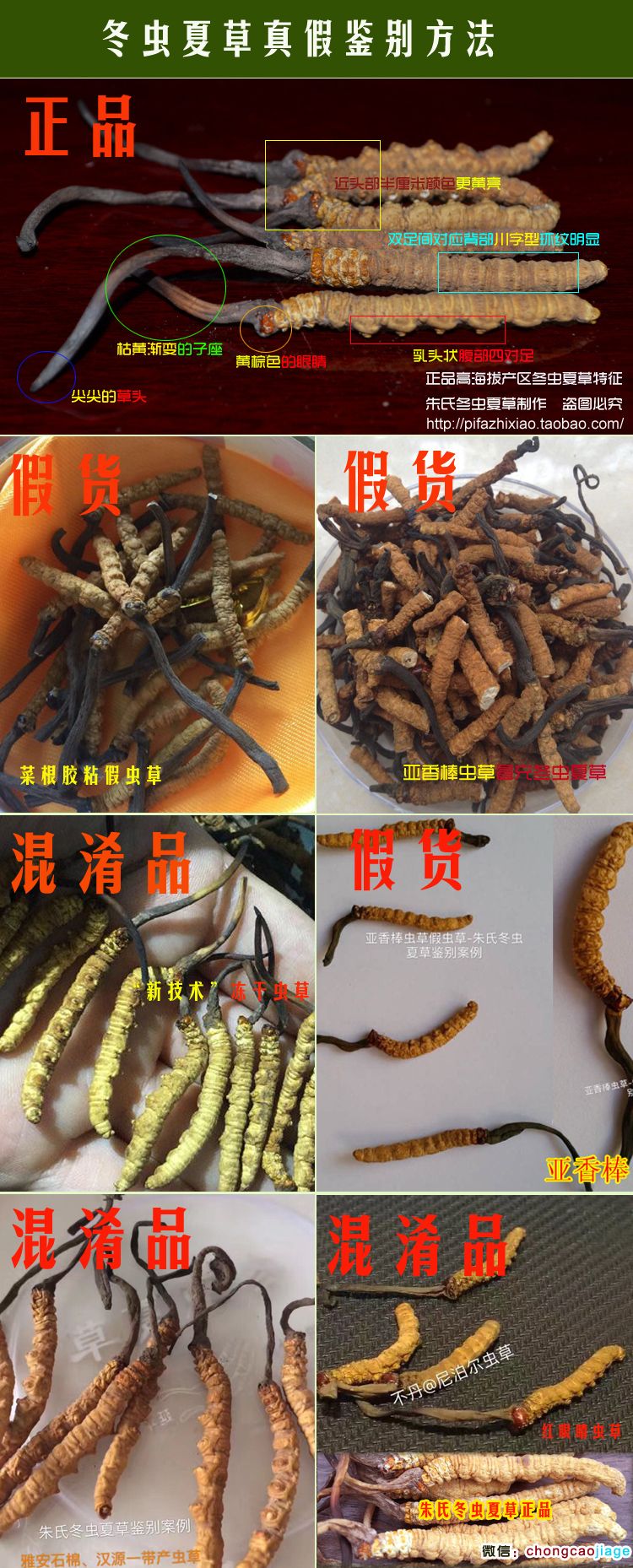 冬蟲夏草真假鑒別對比圖片