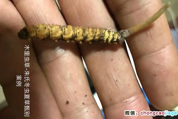 尕木里蟲草圖片