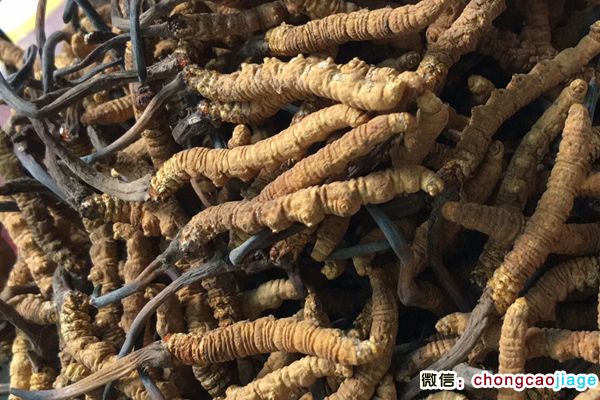 中藥材冬蟲夏草的圖片