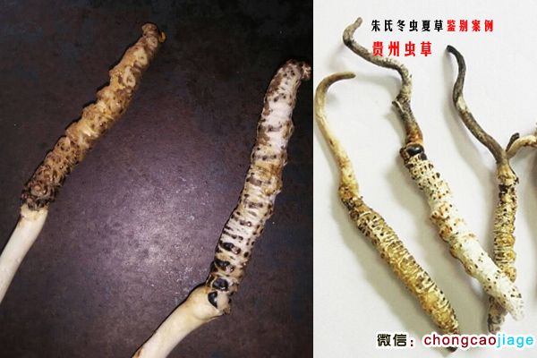 貴州蟲草圖片