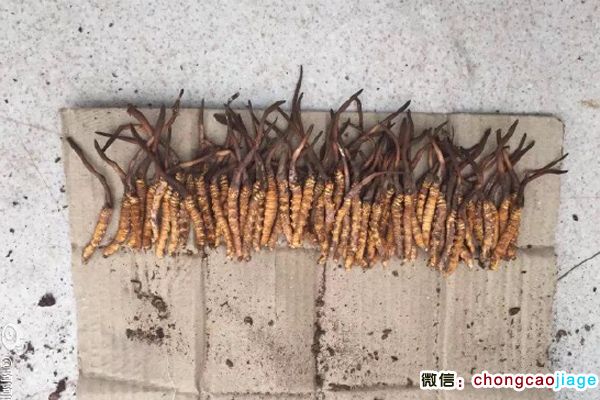 西藏昌都蟲草