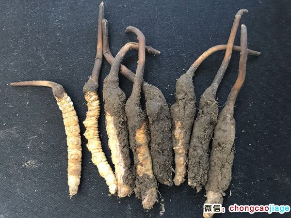 新鮮冬蟲夏草1根1克實物圖