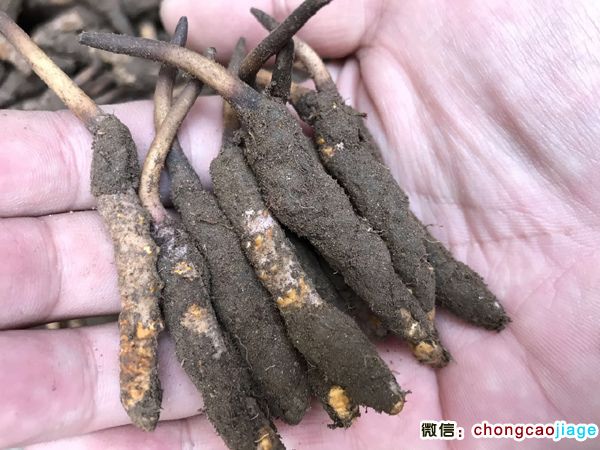 新鮮冬蟲夏草1條1克實物圖片