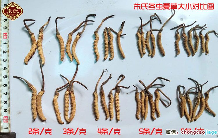 冬蟲夏草大小區別圖片