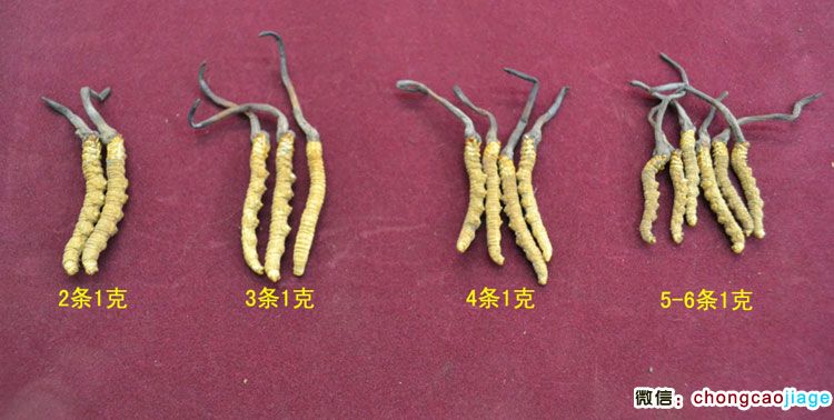 蟲草大小區別圖片
