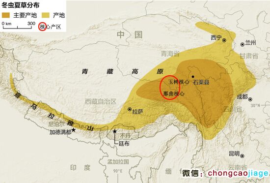 冬蟲(chóng)夏草分布地圖 冬蟲(chóng)夏草分布地圖
