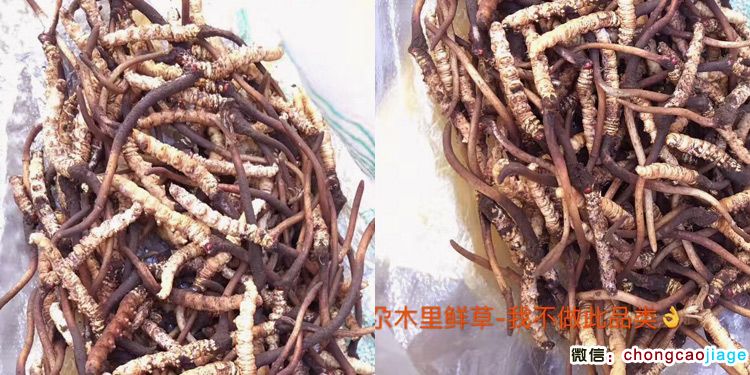 木里縣冬蟲夏草圖片