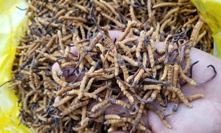 玉樹治多冬蟲夏草圖片 玉樹治多冬蟲夏草圖片