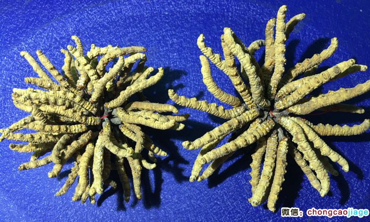 冬蟲夏草3條1克與6根1克大小對比圖片