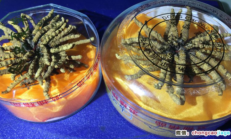 10克冬蟲夏草30根與60條大小扎花對比圖片